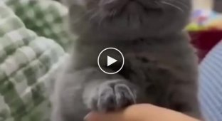 Kitten learns to bite