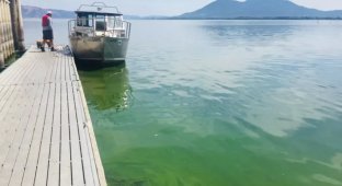 Could be a problem: the lake has turned so green that it can be seen from space (2 photos + 1 video)