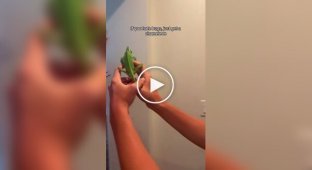 Хамелеон - гроза насекомых в доме