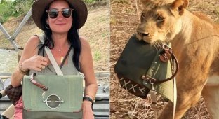 In Namibia, lionesses stole a woman's purse (5 photos)