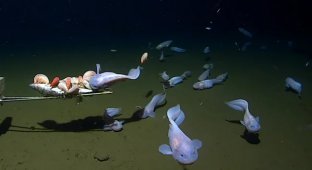The deepest-sea fish known to science today (3 photos + 1 video)