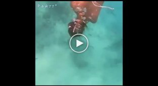 Mustachioed shark tastes girl in bikini in Maldives