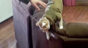 An unusual "officer" appeared in a Chilean town - a cat Naruto