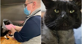 Врачи чудом спасли жизнь кота, которого атаковали две собаки (18 фото)
