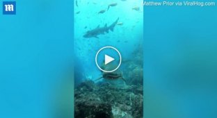 A chilling encounter between a diver and a shark off the coast of Australia