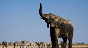 Африканские слоны: вид снизу (8 фото)