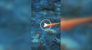 Красива водойма, ніби зійшла з картини художника
