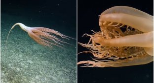 Учёные нашли глубоководное существо - и сначала подумали, что это "цветок" (4 фото + 1 видео)