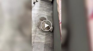 Котик и ветеринарный воротник