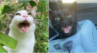 30 talkative cats who definitely have something to say (31 photos)