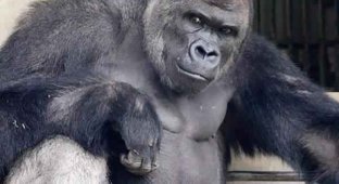 У японському зоопарку живе неймовірно гарний самець горили (13 фото)