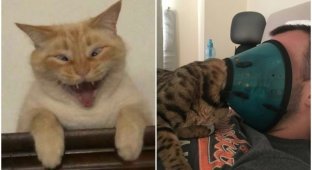 30 hilarious cats whose behavior raises a lot of questions (31 photos)