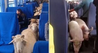 В Китае фермеры перевозят овец и свиней в пассажирских поездах (5 фото)