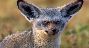 The most toothy animal in the world. 5 interesting facts about the big-eared fox (10 photos)