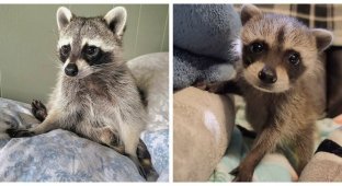 A cheerful raccoon has settled in the reserve (19 photos)