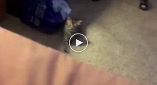 The kitten learned to call its owner to itself using a human gesture