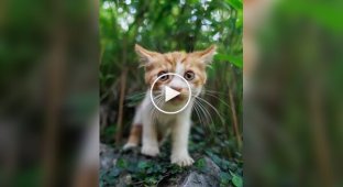 Профессиональный кошачий фотограф за работой