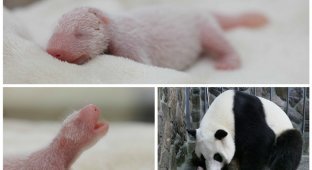 Умилительные фотографии новорожденного детёныша панды (5 фото)