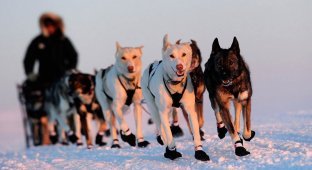 Iditarod 2011 и другие гонки на собачьих упряжках (32 фото)