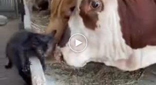 Котик который никогда не сдавался