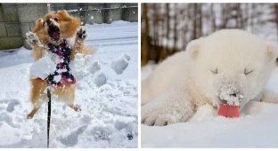 25 Happy Fluffy Animals Who Are Enjoying the Snow with All Their Hearts (26 photos)