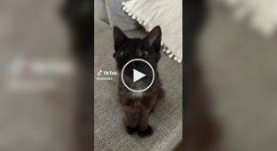 Cat Marty with a unique appearance