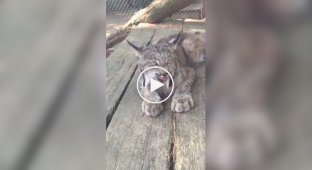 Грозное рысиное мяу