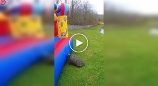 Черепаха уничтожила надувной замок за считанные секунды