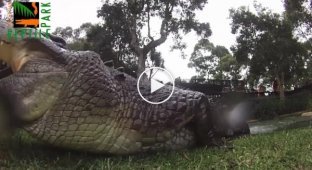 Экшн-камера продолжила съемку в пасти крокодила