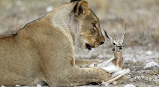 A lioness who lost her cubs sheltered a small antelope (6 photos)