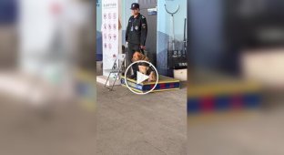 Служебный пес задремал на работе