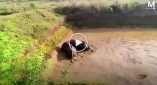 Спасатели с экскаватором вызволили слонов из водоема