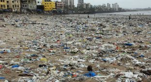 На очищенный от мусора пляж в Мумбаи вернулись черепахи (11 фото)