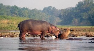 How a hippopotamus saved a waterbuck from a crocodile (7 photos)