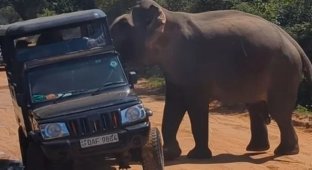 Enraged elephant attacked tourists during safari (3 photos + 1 video)
