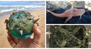30 cases when the ocean unexpectedly surprised (31 photos)