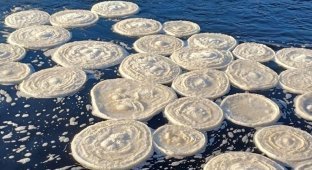 Приголомшливі «крижані млинці» кружляють на поверхні шотландської річки (5 фото)