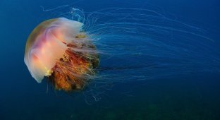 Большие медузы в октябре (4 фото)