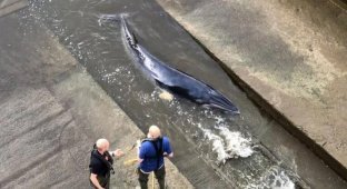В Темзе застрял детёныш кита (5 фото + 2 видео)