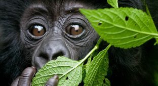 Надежда для диких горилл в Руанде (13 фото)