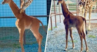 В зоопарке в США родился «безупречный» жираф (3 фото + 1 видео)