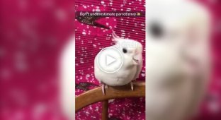 Попугаи могут быть очень ревнивыми
