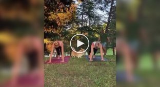Когда корги решила, что йога без нее не состоится