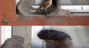 Как птица вьет гнездо (11 фотографий)