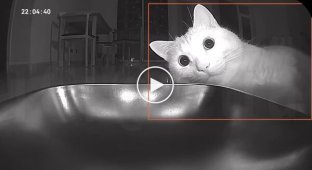 Автогодівниця зламала кота