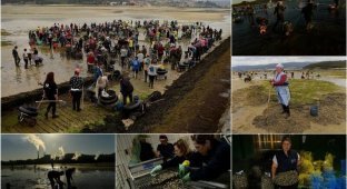 Как испанские "морские крестьяне" добывают моллюсков (18 фото)