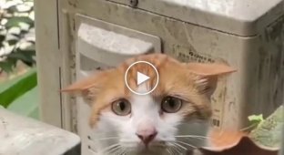 A hungry street cat has overcome his fear.