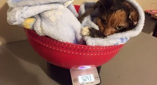 Very small weight of an adult cat (7 photos + 1 video)