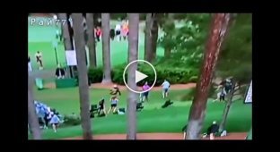 Two massive pine trees fell and interrupted the championship of golf in the USA