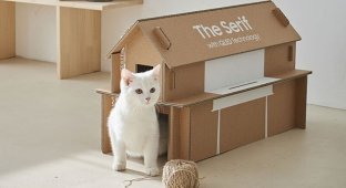 Компания Samsung создала упаковку для телевизора, из которой можно сделать кошачий домик (14 фото)